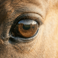 Primer plano del ojo de un caballo durante sesión de terapia equina Puebla